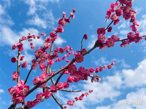 梅花吉祥話|梅花的花语和象征意义